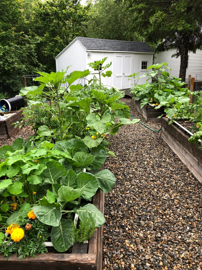 Veg garden 3