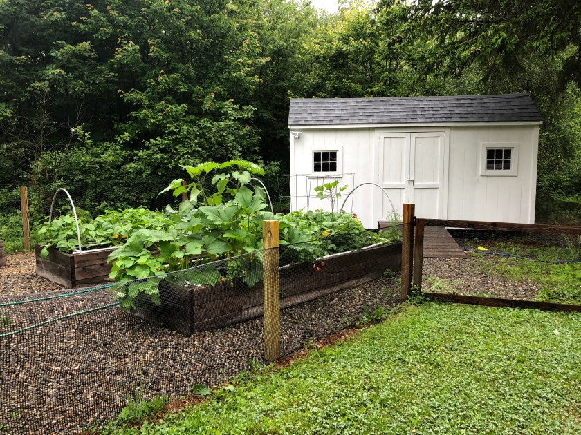Veg Garden shed coop